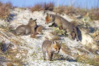 Young red foxes (Vulpes vulpes) three playful kits, juveniles playing near burrow, den in the sand