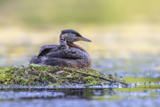 Red-necked grebe (Podiceps grisegena, Podiceps griseigena) adult in breeding plumage with chick on