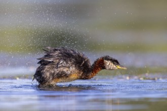 Red-necked grebe (Podiceps grisegena, Podiceps griseigena) in breeding plumage shaking feathers dry