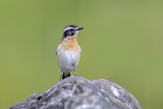 Whinchat (Saxicola rubetra, Motacilla rubetra) adult male in breeding plumage perched on rock in