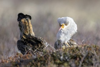 Two ruffs (Calidris pugnax), satellite with white neck ruff and territorial male in breeding