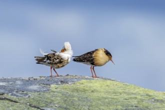 Two ruffs (Calidris pugnax), satellite with white neck ruff and territorial male in breeding