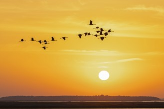 Migrating flock of common cranes, Eurasian cranes (Grus grus) in flight silhouetted against orange