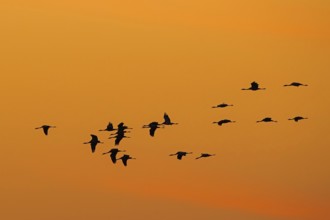 Migrating flock of common cranes, Eurasian cranes (Grus grus) in flight silhouetted against orange