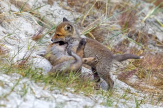 Young red foxes (Vulpes vulpes) two playful kits, juveniles playing near burrow, den in the sand
