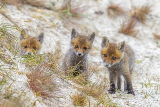 Young red foxes (Vulpes vulpes) three curious kits, juveniles looking towards camera near burrow,