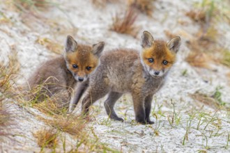 Young red foxes (Vulpes vulpes) two curious kits, juveniles looking towards camera near burrow, den