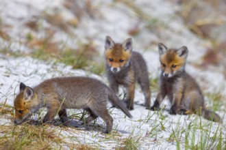 Young red foxes (Vulpes vulpes) three playful kits, juveniles playing near burrow, den in the sand