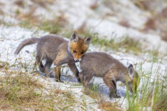 Young red foxes (Vulpes vulpes) playful kit, juvenile biting sibling's tail near burrow, den in the
