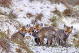 Young red foxes (Vulpes vulpes) four curious kits, juveniles looking towards camera near burrow,