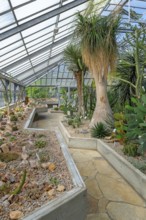Cacti and other succulents in the succulent greenhouse at the University Botanical Garden in the