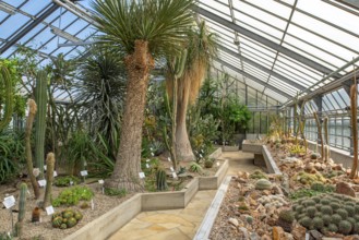 Cacti and other succulents in the succulent greenhouse at the University Botanical Garden in the