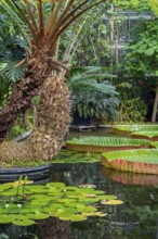 Floating leaves of giant waterlilies in the tropical Victoria greenhouse at the University