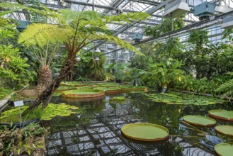 Floating leaves of giant waterlilies in the tropical Victoria greenhouse at the University