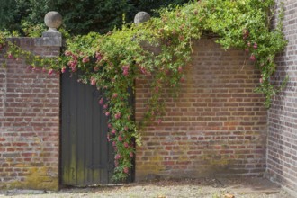 Old brick wall with a dark wooden gate, surrounded by climbing roses and ivy, rustic charm,