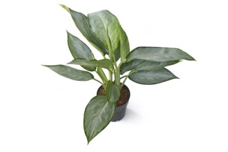 Aglaonema Silverado Chinese Evergreen houseplant. with silver leaves n white background