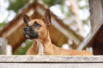 Cute red fawn mixed breed dog lying on woodenplank. Mix between Boxer, French Bulldog and Miniature