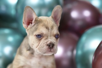 6 weeks old healthy French Bulldog dog puppy with colorful balloons in background
