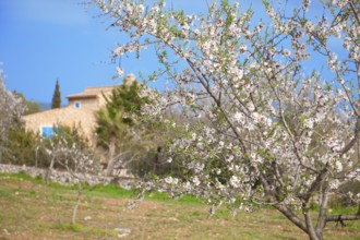Almond blossoms on almond tree, in the background almond trees and finca, Majorca, Balearic
