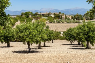 View of olive grove with olive trees in front, in the background Spanish farm Finca, Majorca,