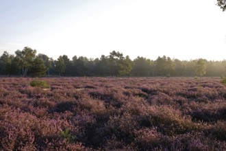 Heath landscape, Summer, Germany