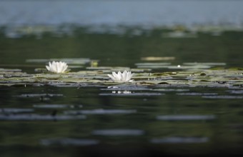 Pond with beautiful water lilies, summer, Germany
