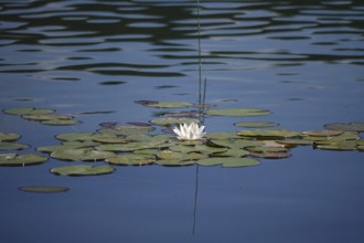 Pond with beautiful water lily, summer, Germany