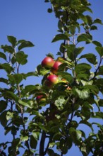 Ripe red apples on an apple tree, harvest time, late summer, Germany