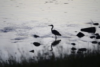 Heron on a riverbank in the evening light, summer, Germany