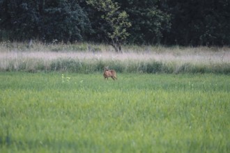 Deer in a field, summer, Germany