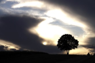 Lonely tree in front of a dramatic sky, summer, Germany