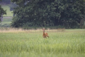 Roebuck in a field, summer, Germany