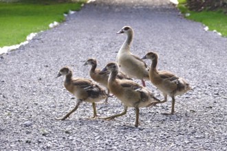 Nile geese marching along a path, Summer, Germany