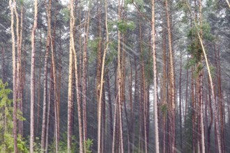 Wind and rain in front of a forest, summer, Germany