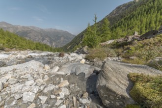 A calm river cascades over smooth stones, surrounded by a lively forest and majestic mountains in