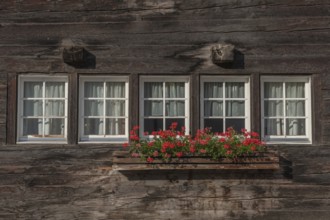 Four white windows decorated with curtains suggest the interior of an old wooden house. The balcony
