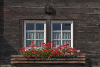Vibrant red flowers bloom in a planter positioned under a wooden framed window. The rustic ambience