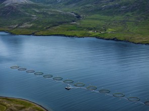 Mountains, fjord, coast, summer, aerial view, fish farm, salmon farm, farmed salmon, fishing,