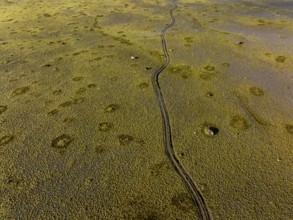 Lane, mosses, sunny, nature, fragile, environmental degradation, south-east Iceland, Iceland