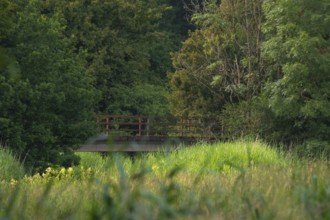 View across a meadow in the evening light to an old bridge in front of a forest, Ahlden, district