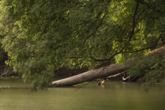 View of a fallen tree trunk protruding into a hamlet, long exposure, Ahlden, Heidekreis district,