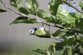 Blue tit (Cyanistes caeruleus), hanging upside down, branch, apple tree, autumn, funny, Germany,