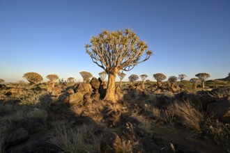 Quiver tree (Aloe dichotoma) in the morning light, quiver tree forest near Keetmanshoop, Karas