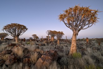 Quiver trees (Aloe dichotoma) in the morning light, quiver tree forest near Keetmanshoop, Karas