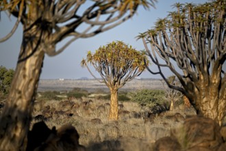 Quiver trees (Aloe dichotoma), quiver tree forest near Keetmanshoop, Karas Region, Namibia