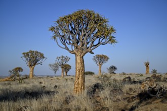 Quiver tree (Aloe dichotoma), quiver tree forest near Keetmanshoop, Karas Region, Namibia