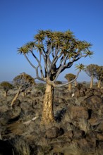Quiver tree (Aloe dichotoma), quiver tree forest near Keetmanshoop, Karas Region, Namibia