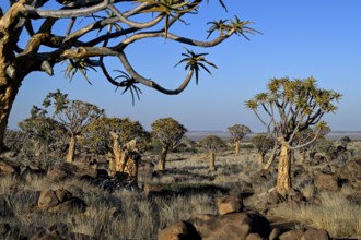 Quiver trees (Aloe dichotoma), quiver tree forest near Keetmanshoop, Karas Region, Namibia