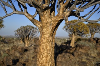 Quiver tree (Aloe dichotoma), quiver tree forest near Keetmanshoop, Karas Region, Namibia