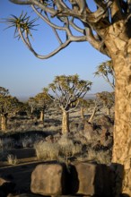 Quiver trees (Aloe dichotoma) in the morning light, quiver tree forest near Keetmanshoop, Karas